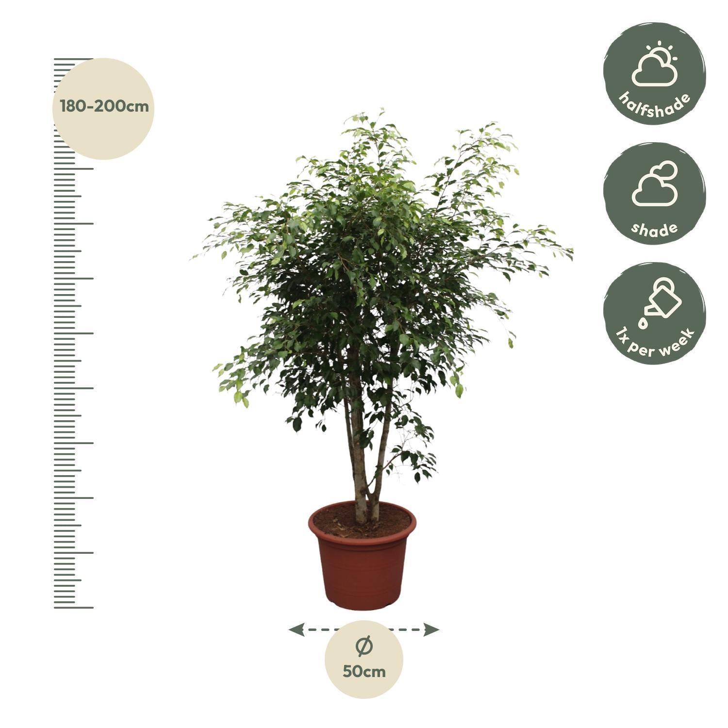 Birkenfeige - Ficus Benjamina Exotica verzweigt - 190 cm - ø50