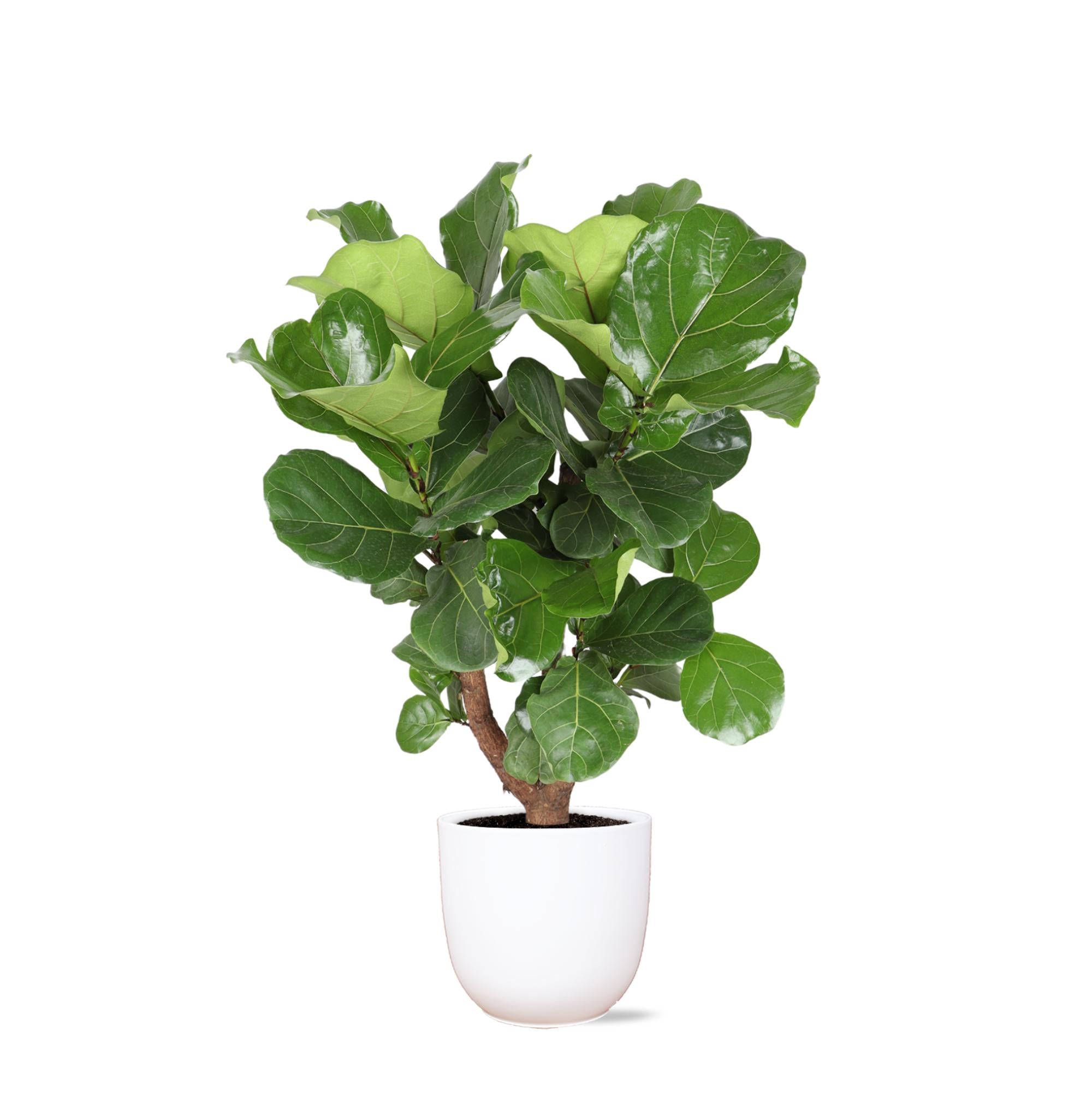 Geigenfeige - Ficus Lyrata Ø24cm ↕110cm in Boule Weisser Topf