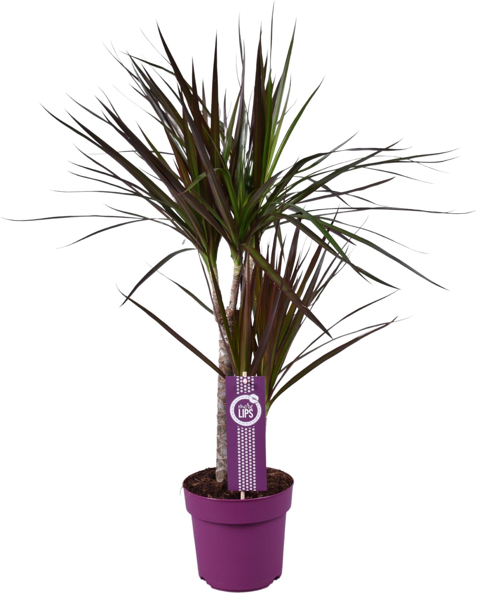 Drachenbaum - Dracaena Magenta - Ø17cm - ↕70cm