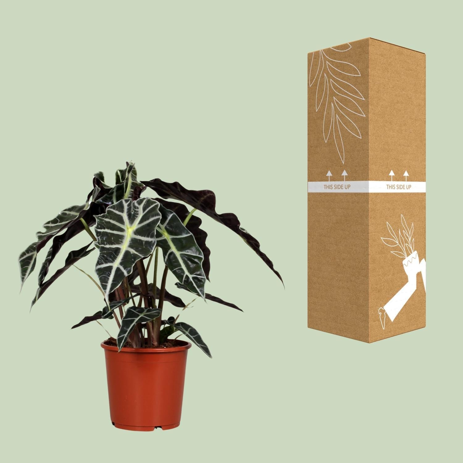 Elefantenohr - Alocasia Polly - Ø17cm - ↕45cm