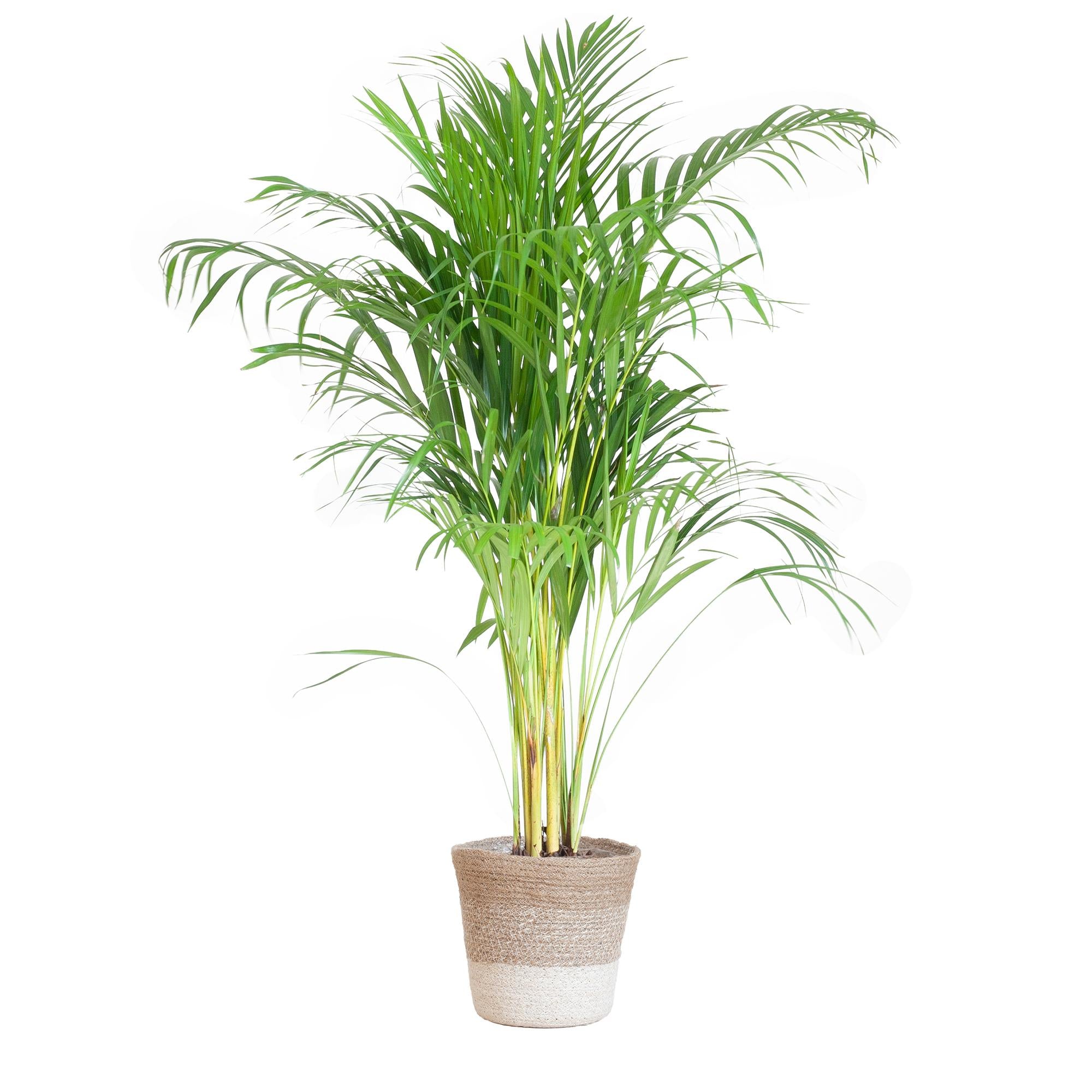 Arecapalme - Dypsis mit Lissabon-Korb Weiß - 100cm - Ø21