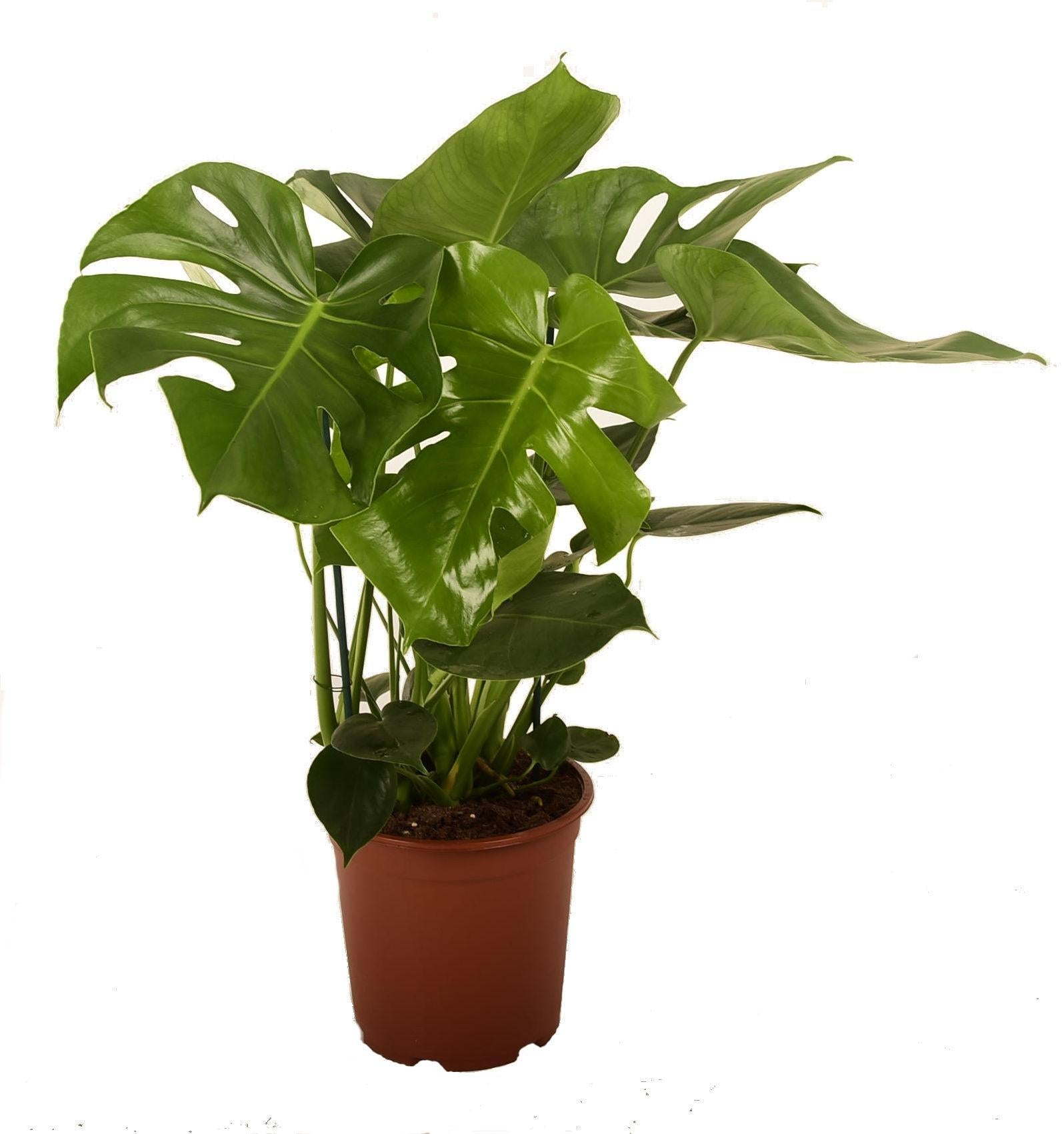 monstera Pertusem - Ø21cm - ↕90cm