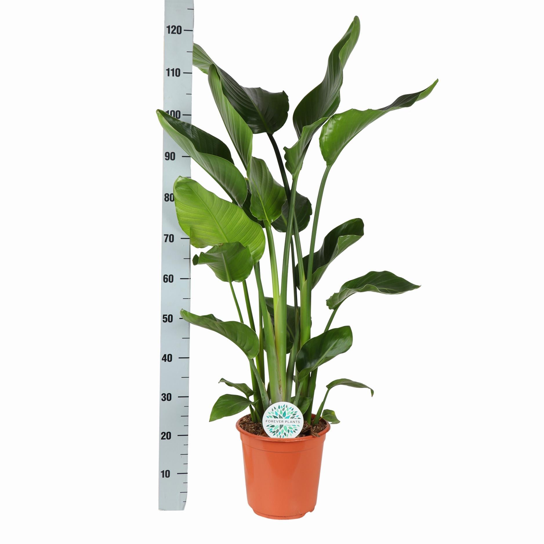 Strelitzia Nicolai Ø24cm ↕120cm in Albury BLACK bunten Korb