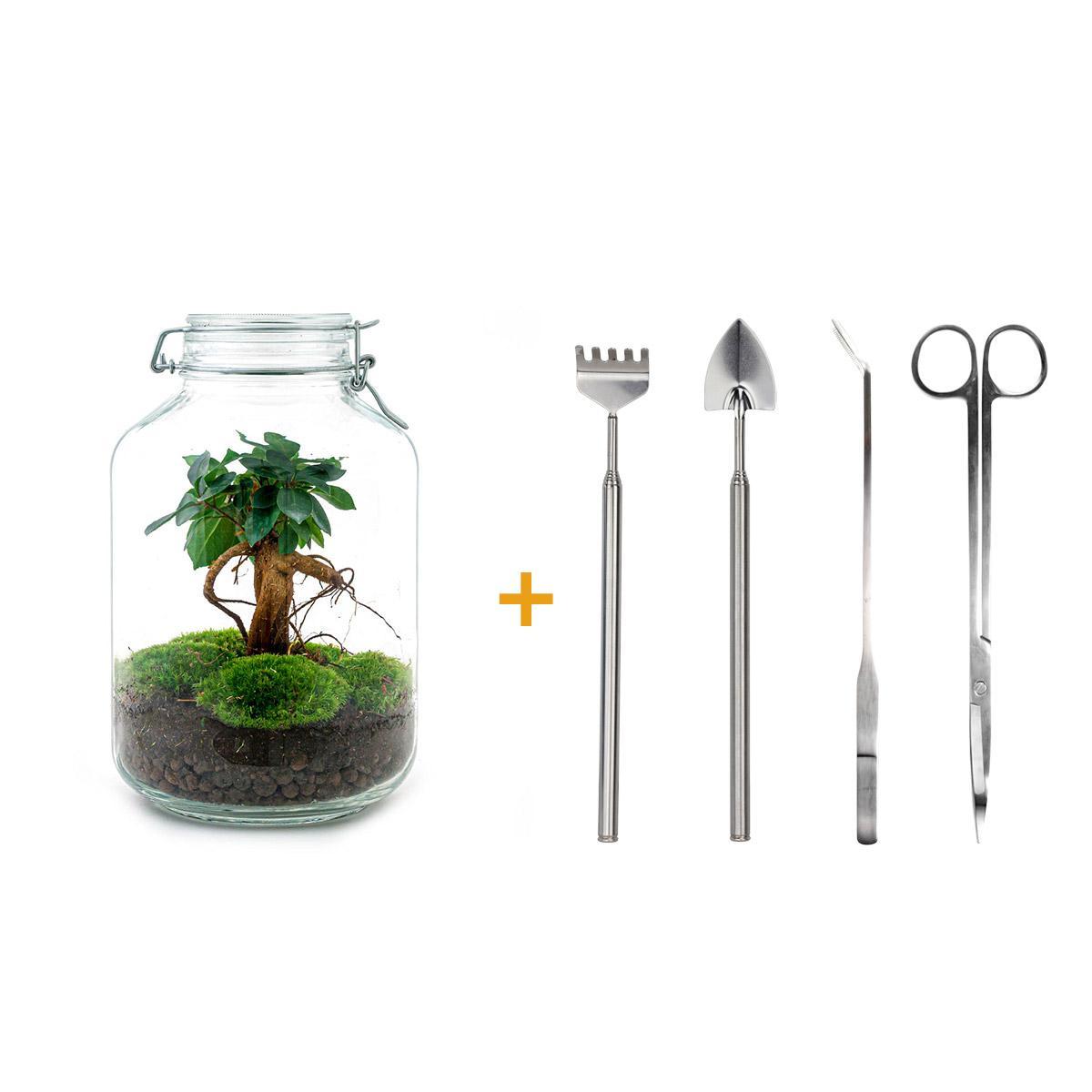 Flaschengarten - Ficus Ginseng bonsai - ↕ 28 cm - Rake + Shovel + Tweezer + Scissors