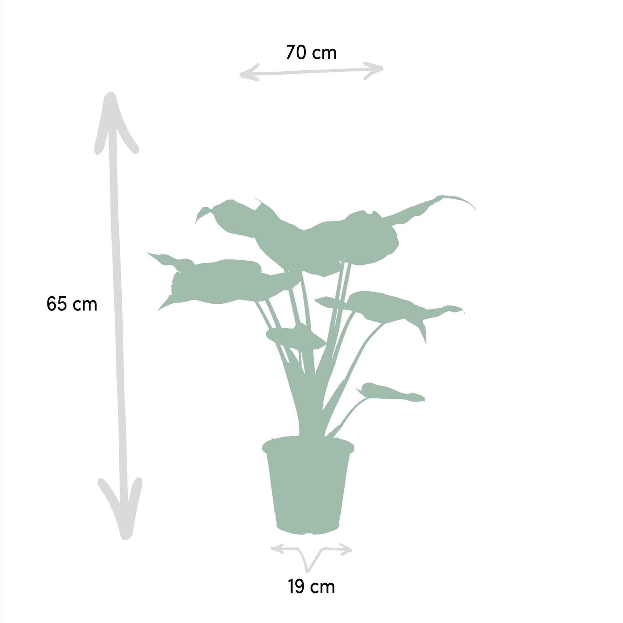 Elefantenohr Mix - Alocasia Zebrina - Ø19cm - ↕75cm + Alocasia Cucullata - Ø19cm - ↕60cm + Alocasia Lauterbachiana - Ø19cm - ↕75cm