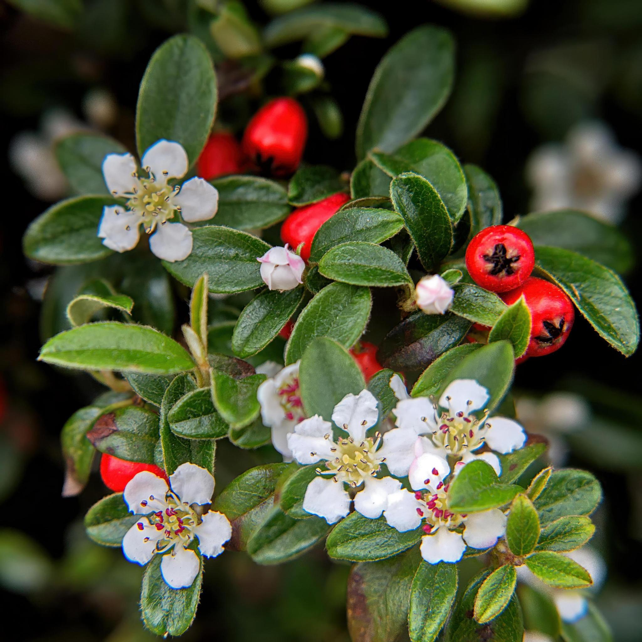 Zwergmispel - Cotoneaster dam. 'Major' - ↕25cm - Ø9cm  - 12 Stück