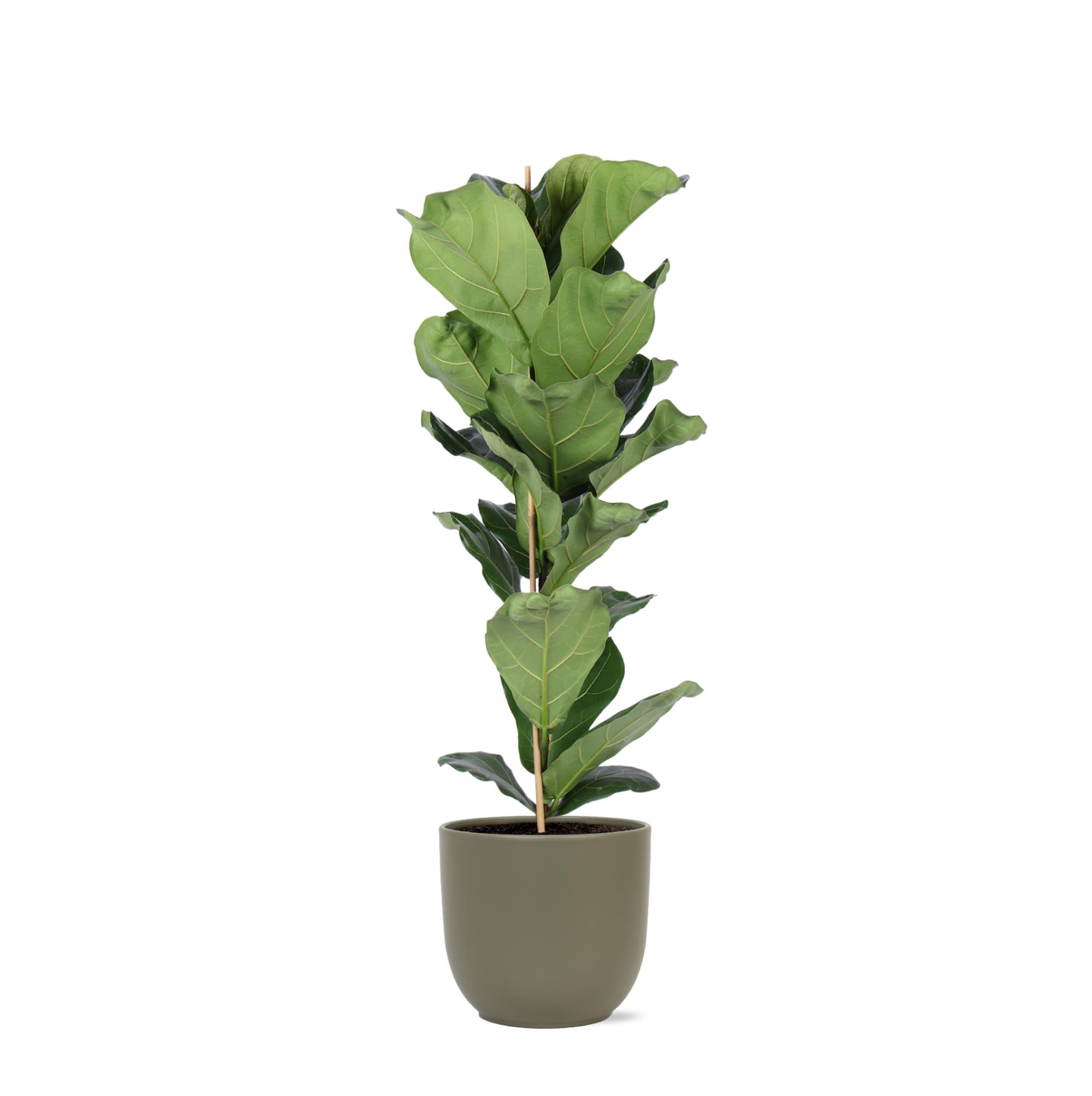 Geigenfeige - Ficus Lyrata - Ø21cm - ↕90cm in Boule Topf olive