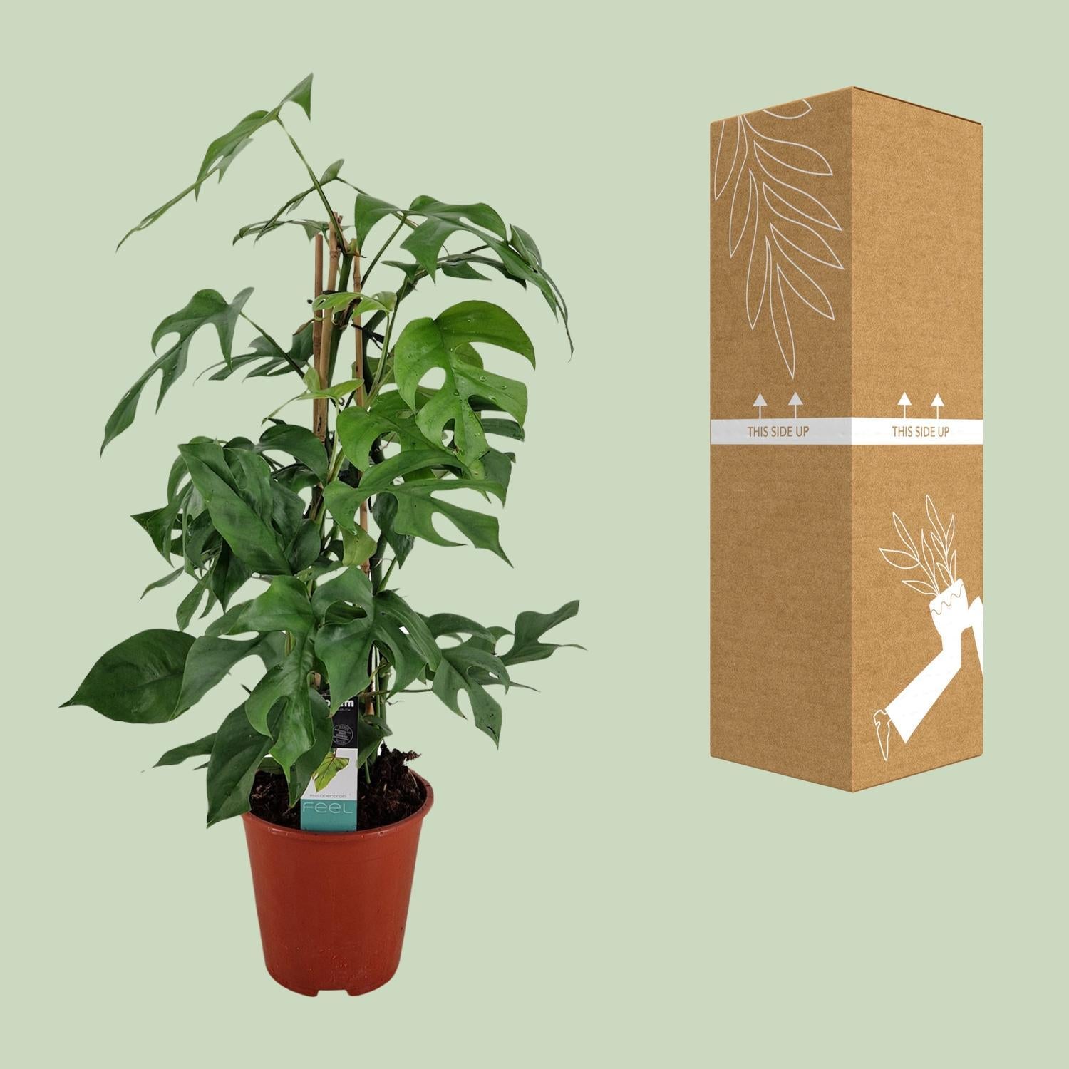 Mini Monstera - Philodendron Minima Pyramide - Ø19 ↕75