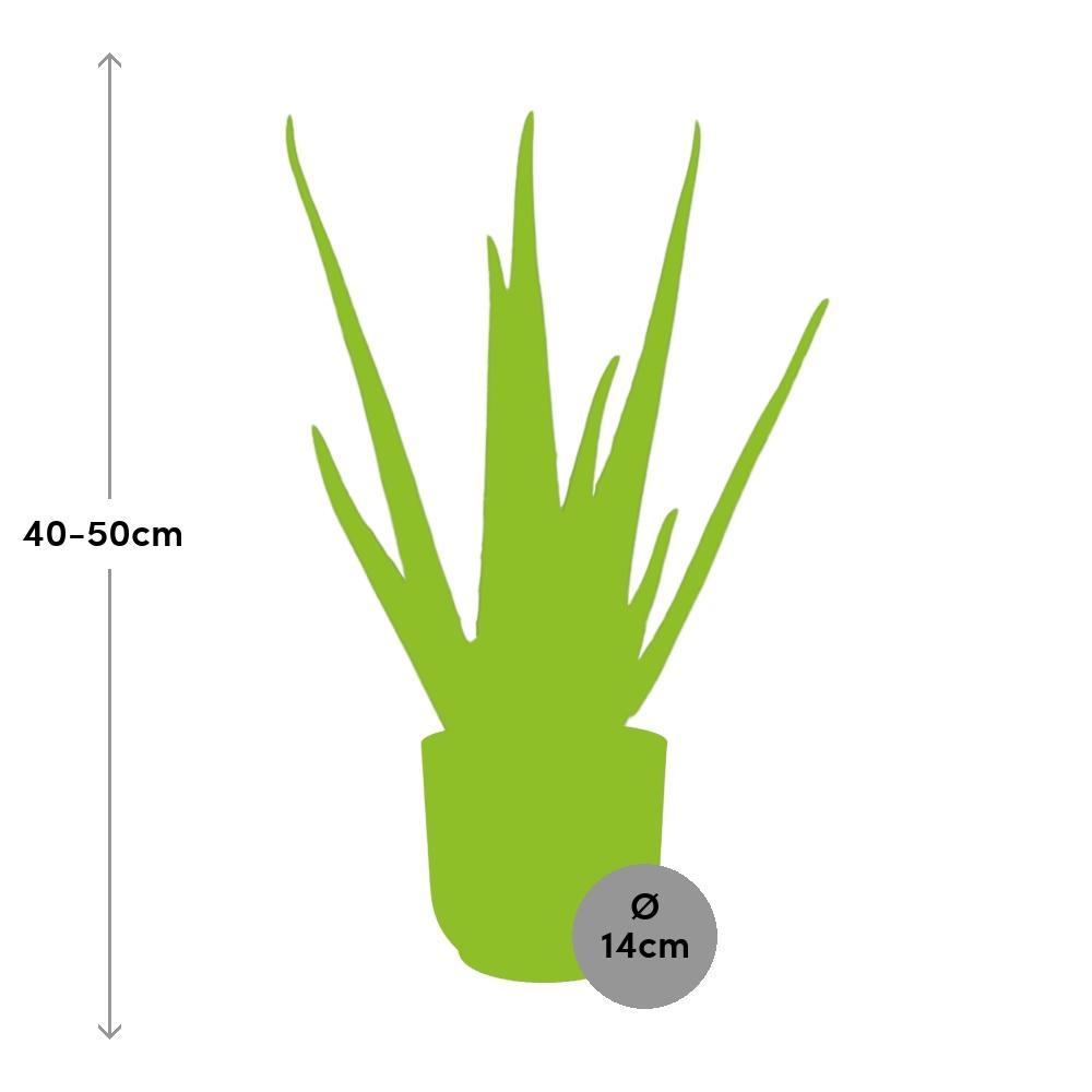 Aloe Vera 12cm in ELHO Vibes Fold 14cm Topf rosa