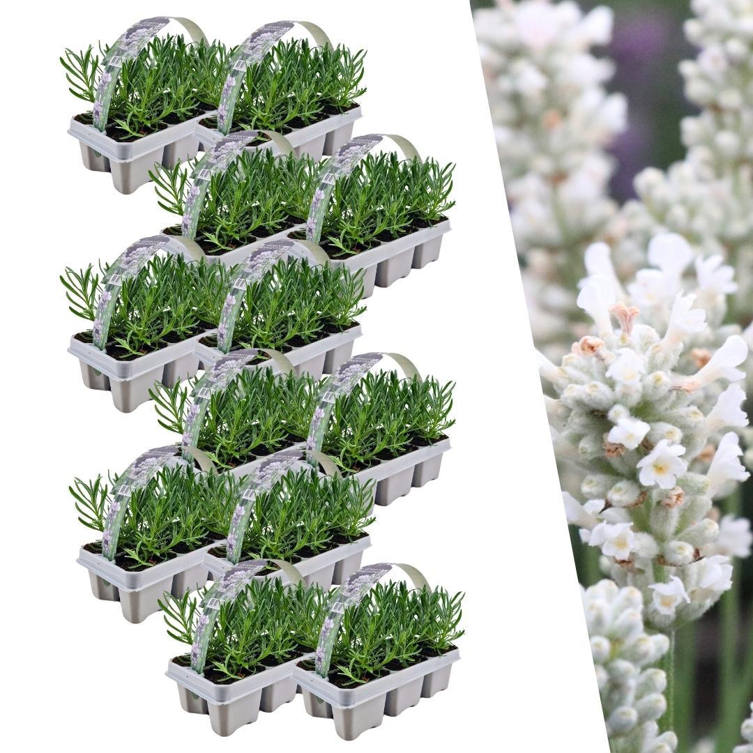 Lavendel angustifolia white 12 x 6 pack - 72 x Ø7 cm - ↕15 cm