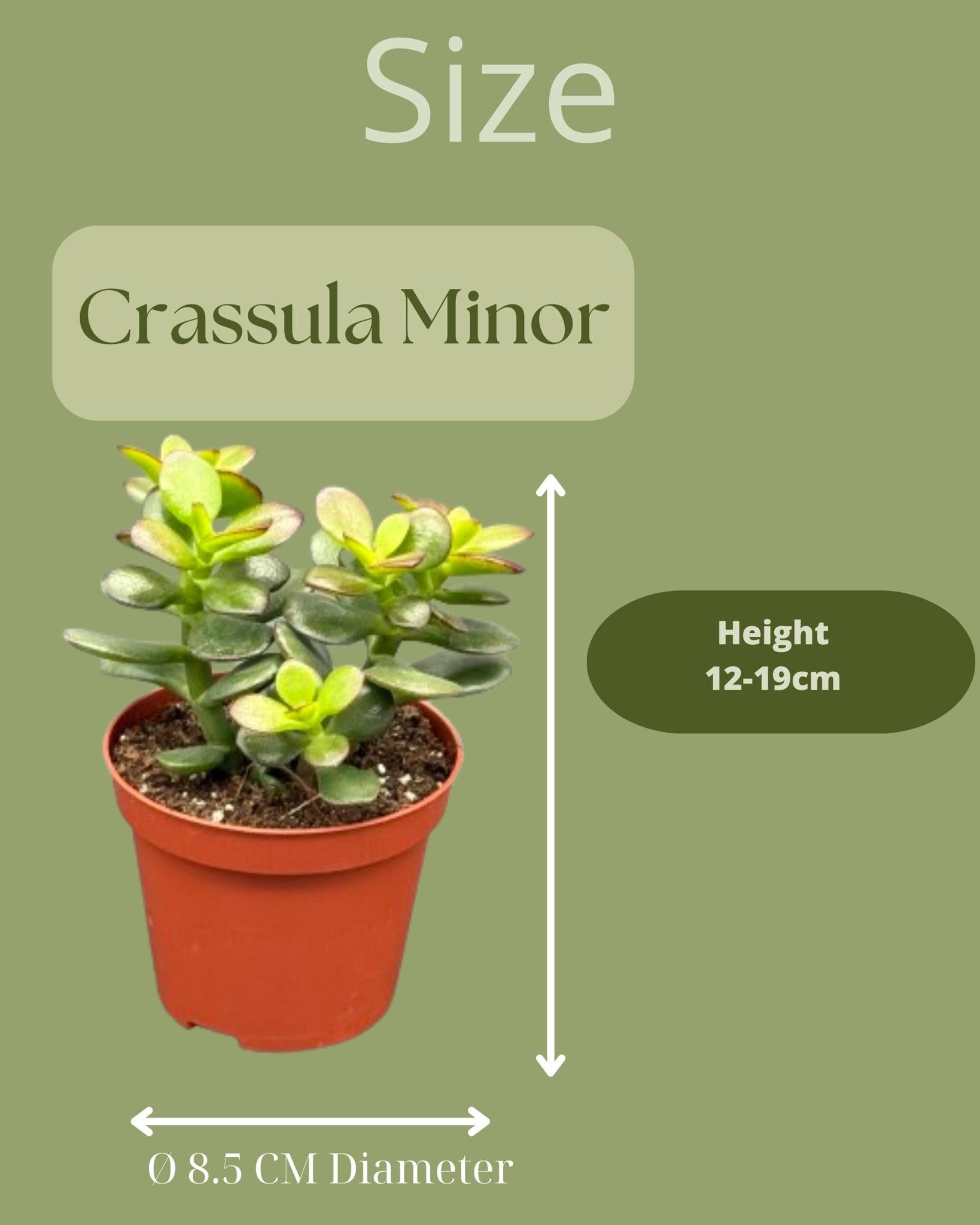 Vetplanten - Crassula Minor - 8,5cm Ø - ↕️10-17cm - 3 stuks - geen