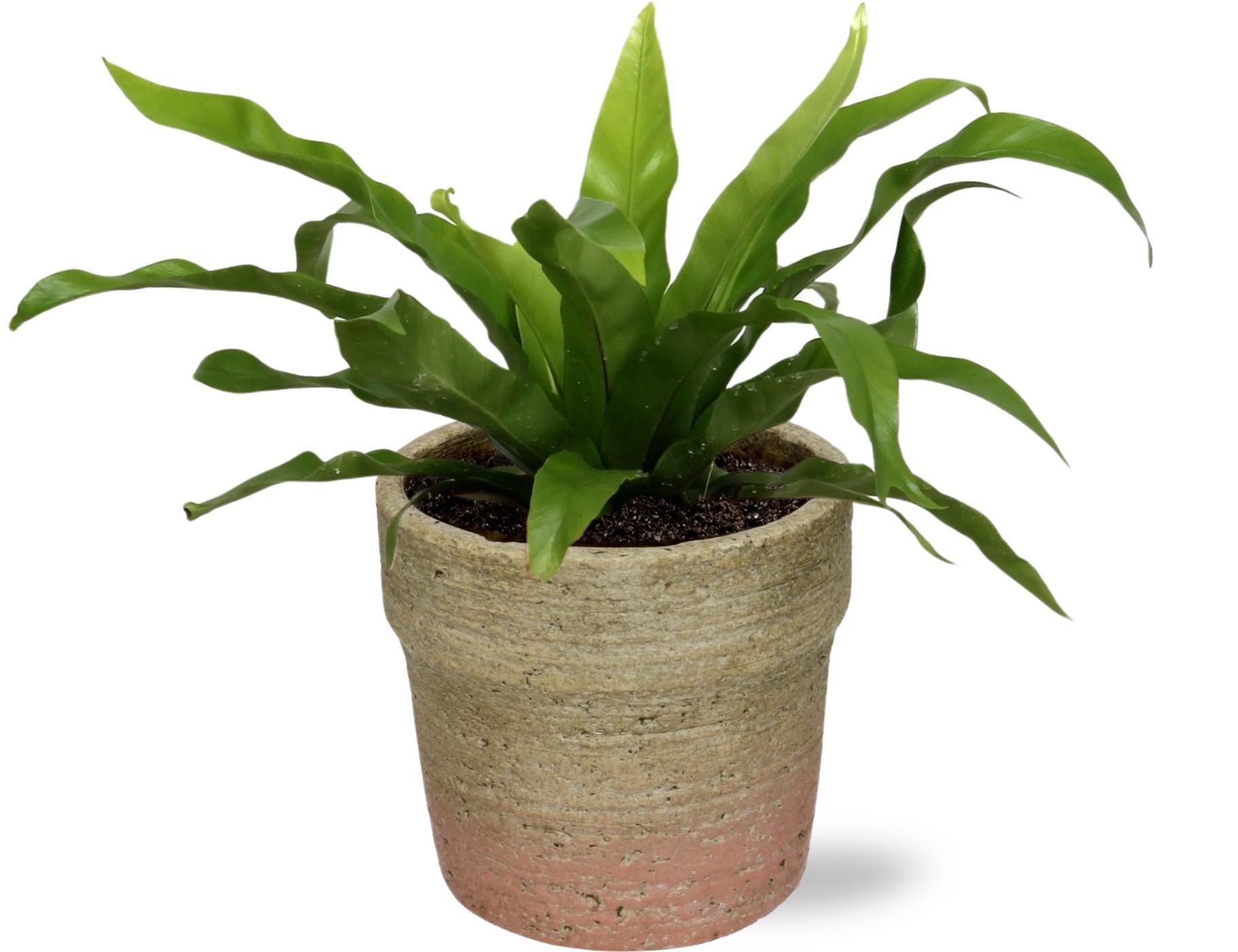 Japanischer Vogelnestfarn - Asplenium Antiquum - Ø12cm - ↕25cm + Invorno Pot D13,5x12,5cm