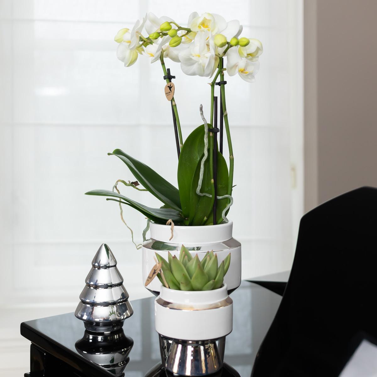 Orchidee - Set aus weißer Orchidee und Succulent auf Silbertablett