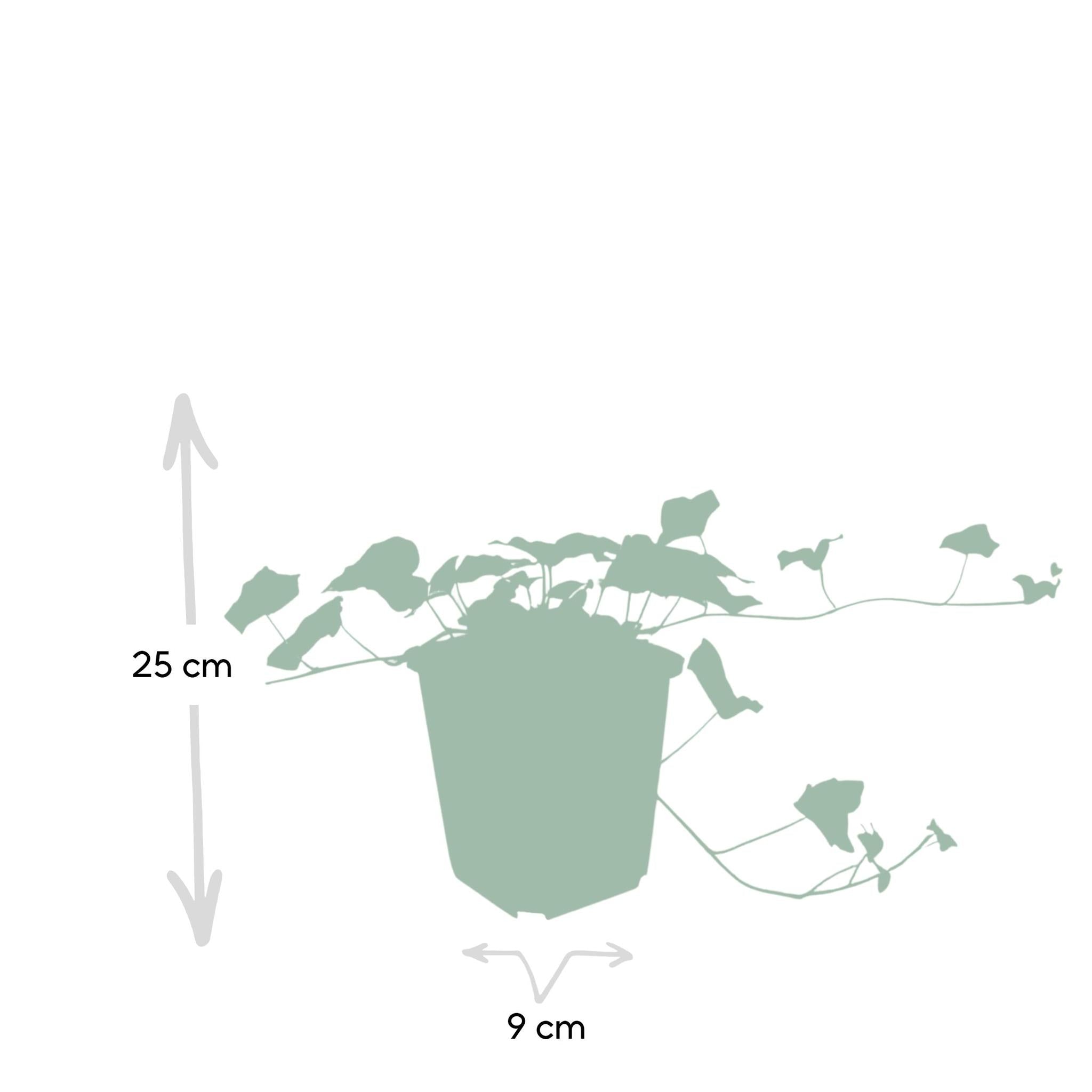 Grüner Gemeiner Efeu - Hedera helix - ↕25cm - Ø9cm