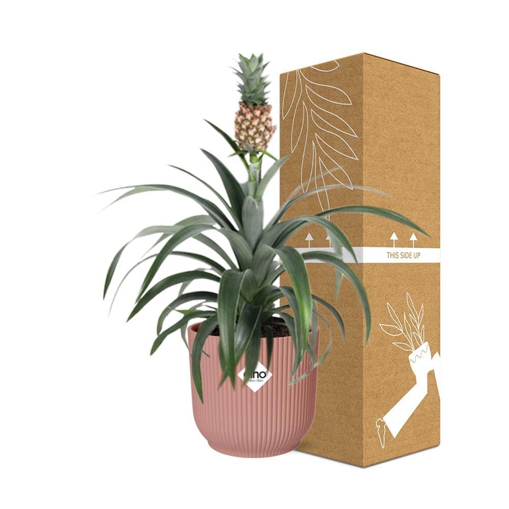 Ananaspflanze - Ananas Mi Amigo in ELHO Vibes Fold 14cm roze Topf rosa