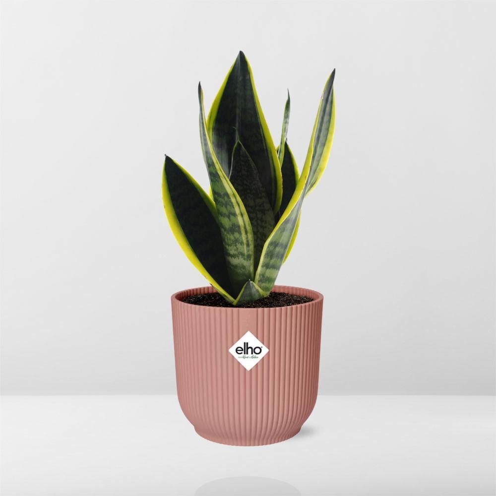 Schwiegermutterzunge - Sansevieria Futura Superba in ELHO Vibes Fold 14 cm rosa