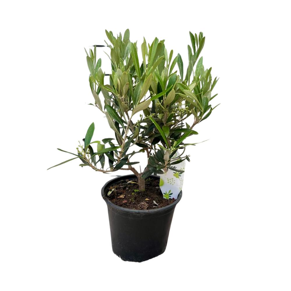 Olea Olive Europaea Strauch - 1 Stück -  Ø15,5cm - ↕40cm