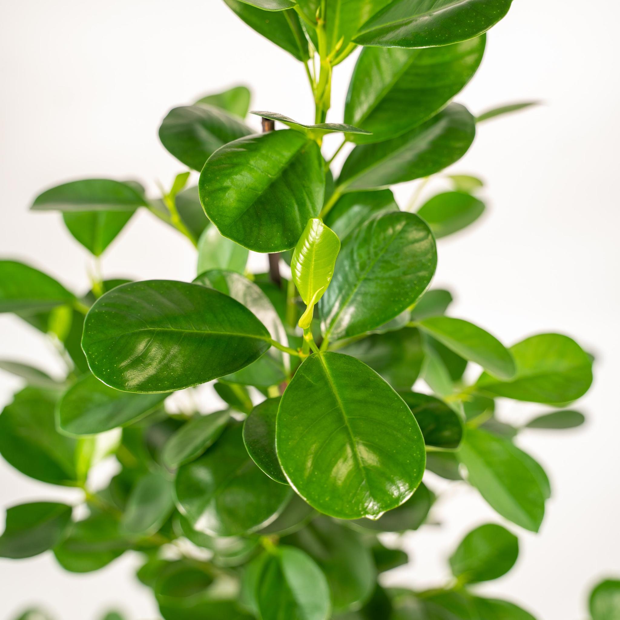 Lorbeerfeige Ficus microcarpa Moclame - Ø21cm - ↕95cm + Topf Mayk Lead