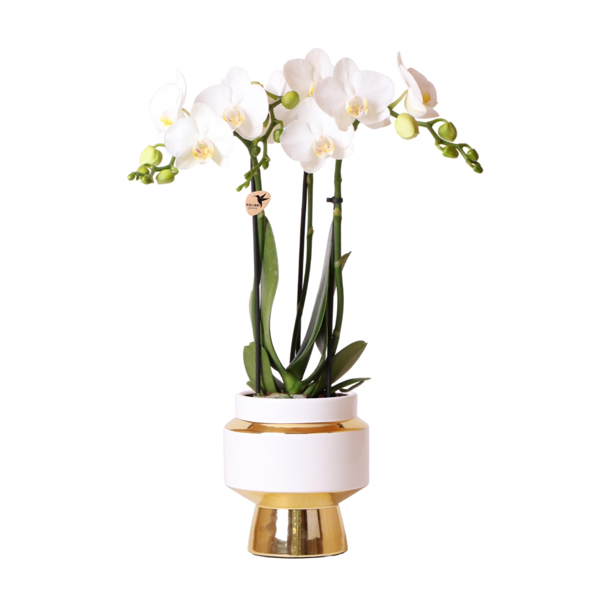 Kolibrie-orchideeën | Witte Phalaenopsis Orchidee - Amabilis + Le Chic sierpot goud - potmaat Ø9cm - 40cm hoog | bloeiende kamerplant in een bloempot - vers van de veredelaar