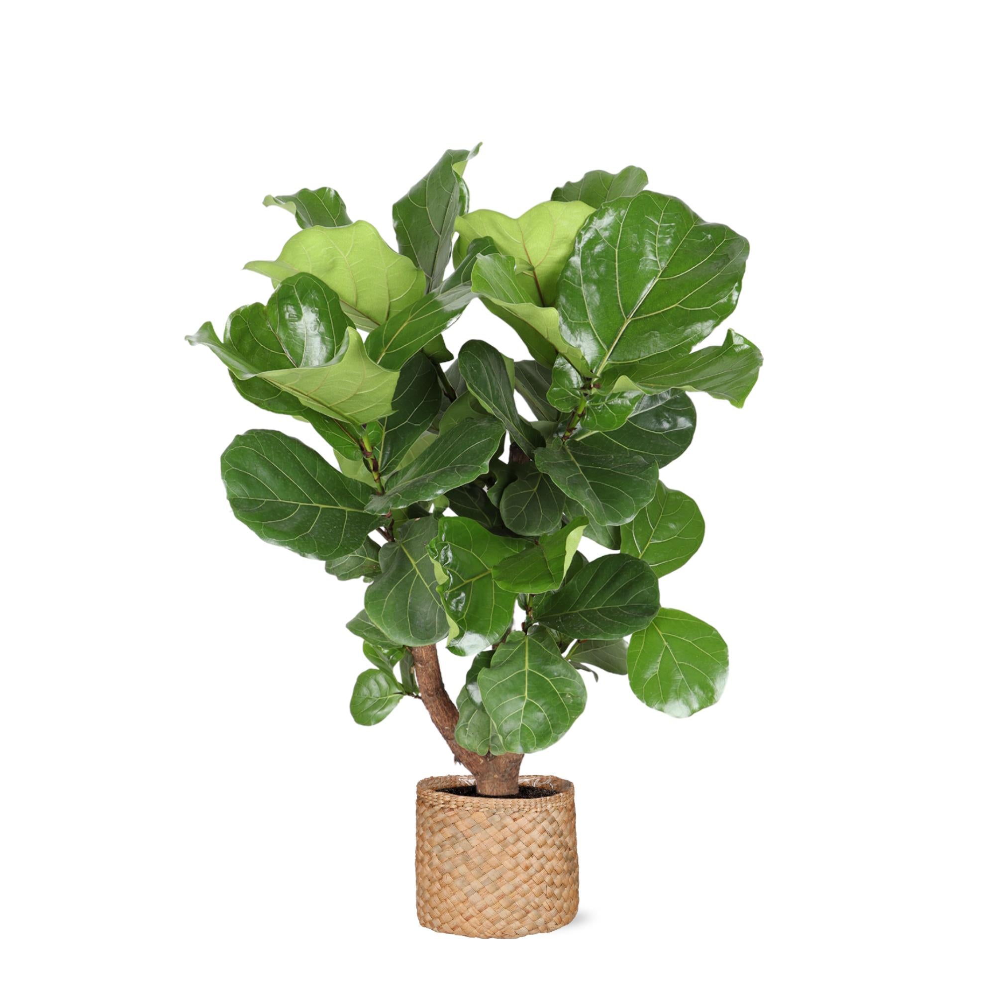 Geigenfeige - Ficus Lyrata  Ø27cm ↕130cm in Albury NATURAL Korb