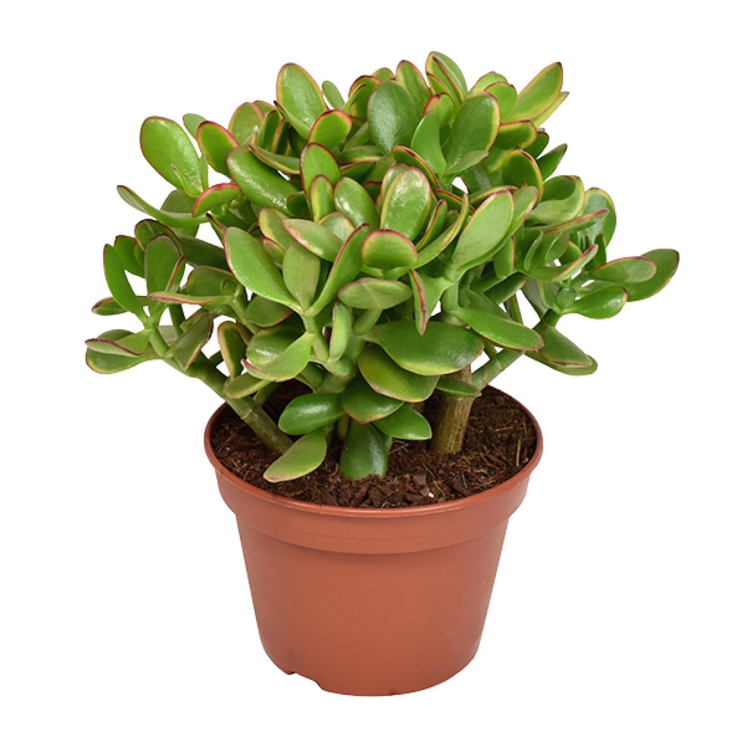 Gummibaum- Crassula Ovata Minor - Geldbaum, Jadepflanze, Glückspflanze - Ø15cm - ↕21cm