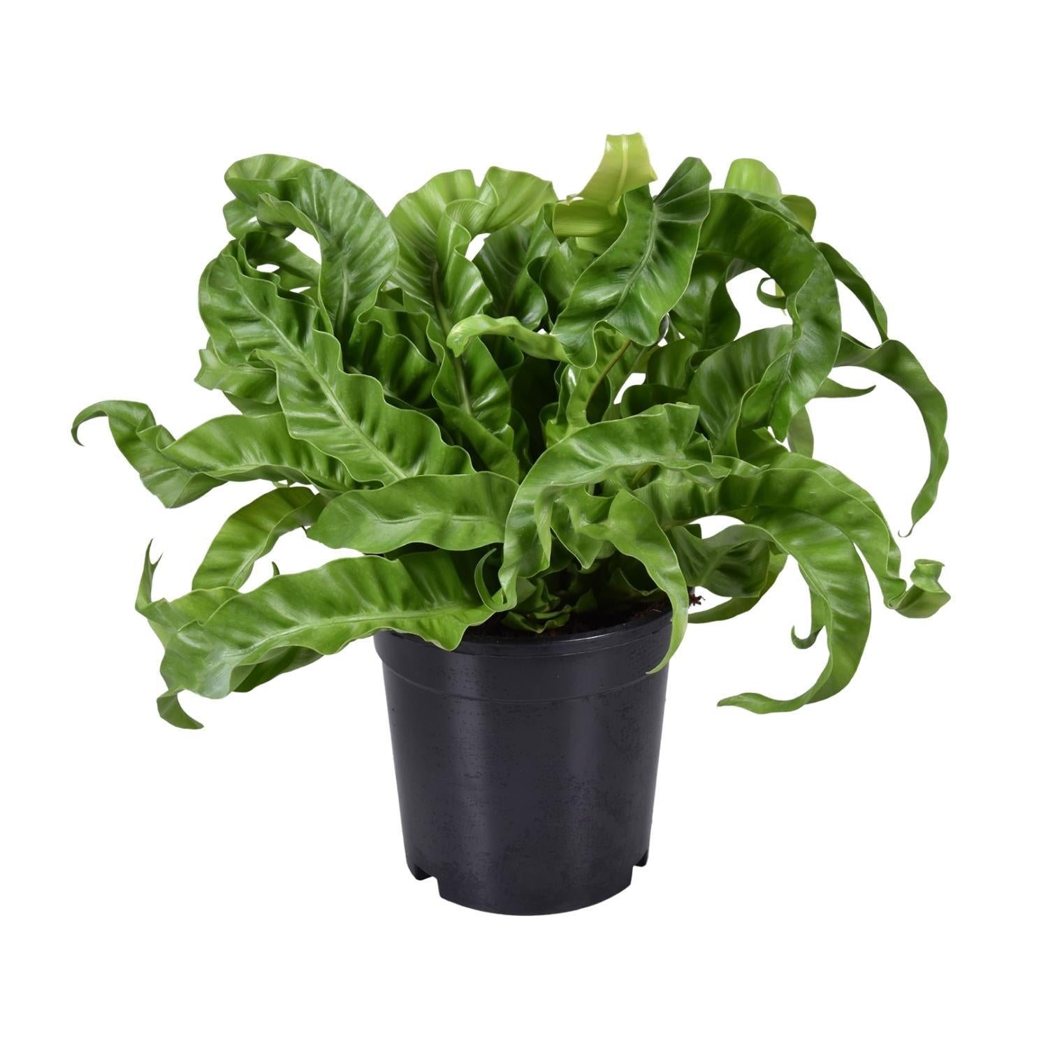 Japanischer Vogelnestfarn - Asplenium Antiquum - Ø17cm - ↕40cm