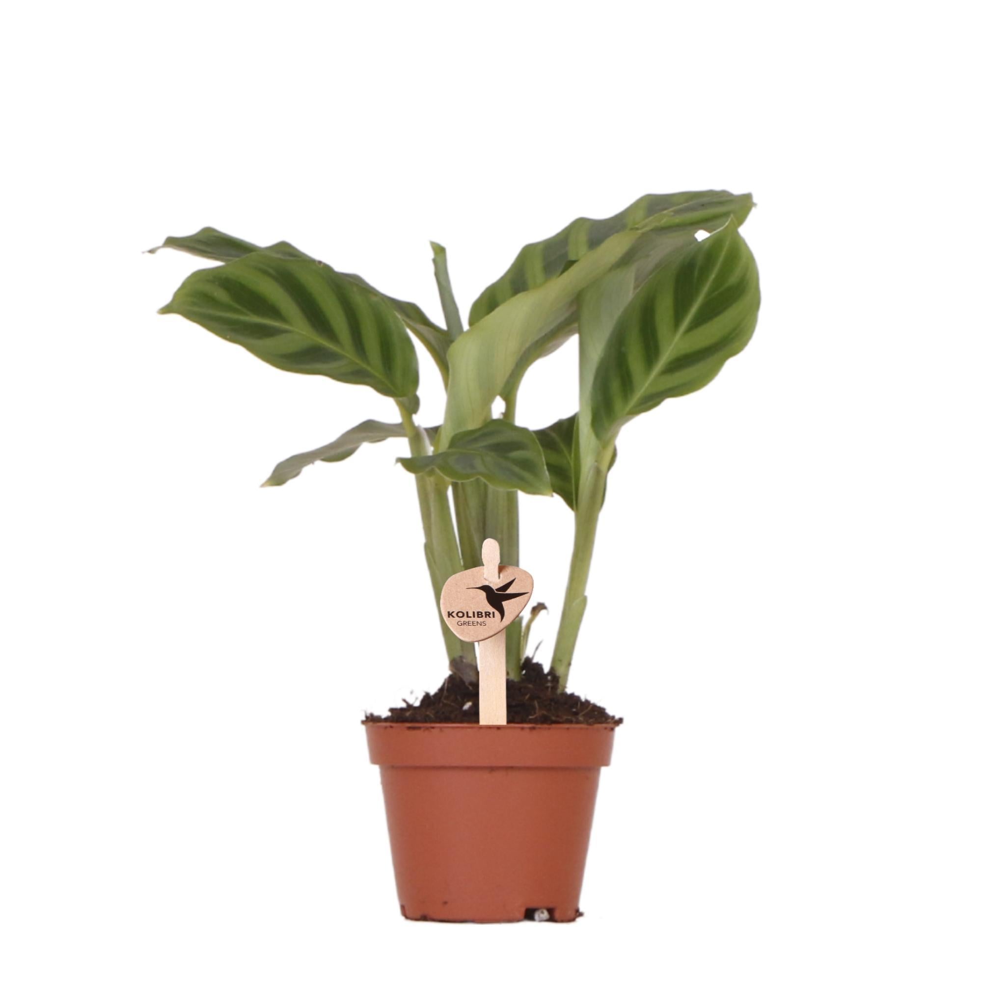 Calathea - Korbmarante - 40 cm