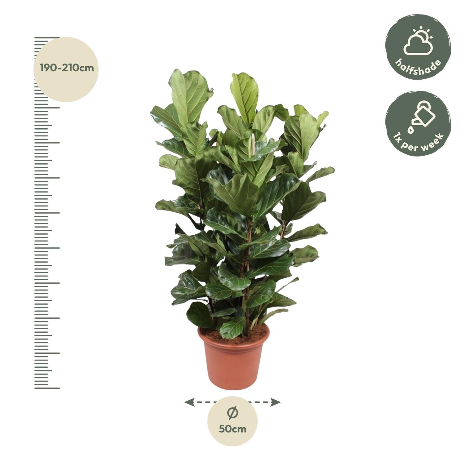 Geigenfeige - Ficus Lyrata Strauch XL - 200 cm - ø50