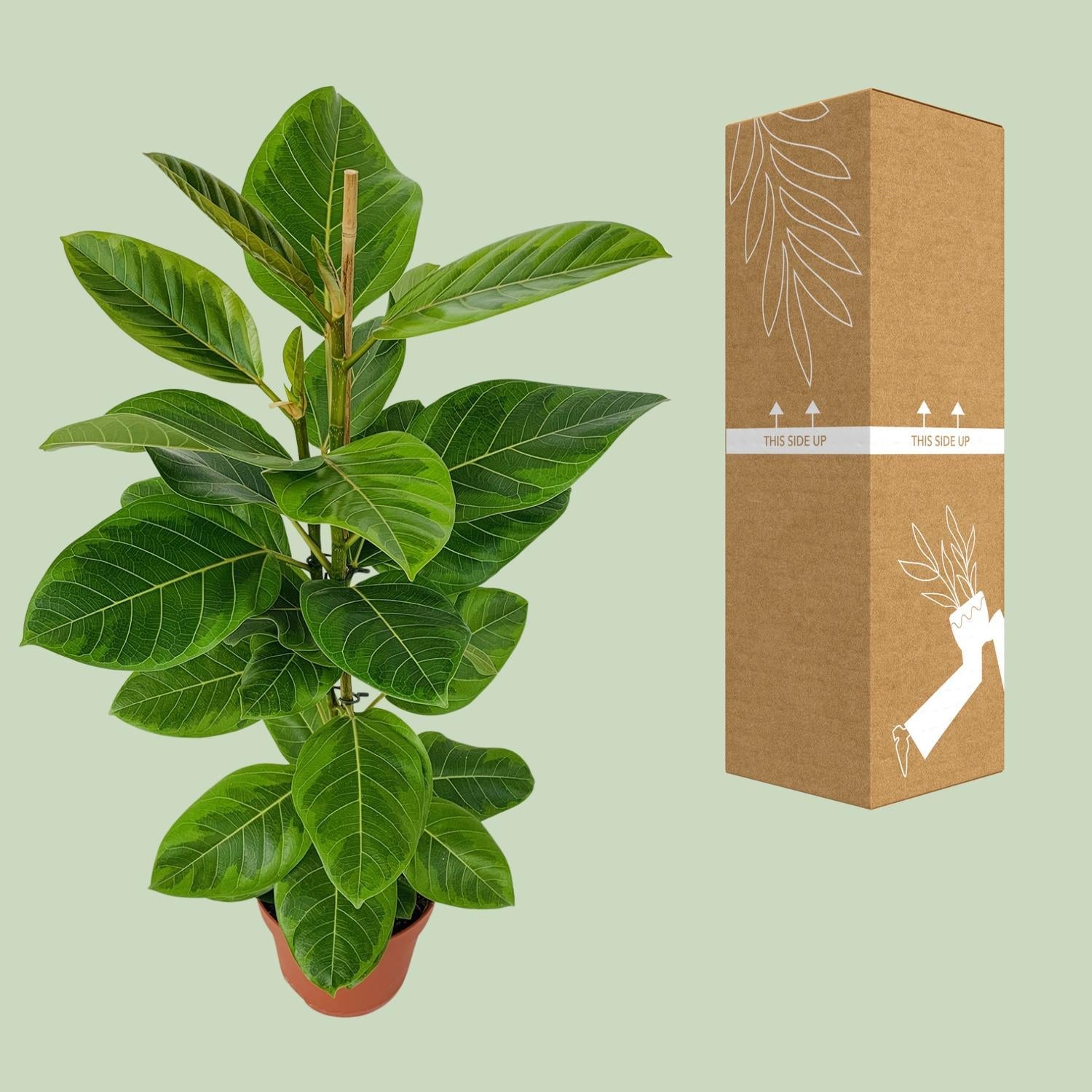 Gummibaum Ficus Altissima - Ø21cm - ↕95cm