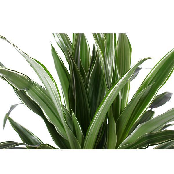 Drachenbaum Warneckei - Dracaena Warneckii Ø21cm - ↕65cm in Albury NATURAL Korb