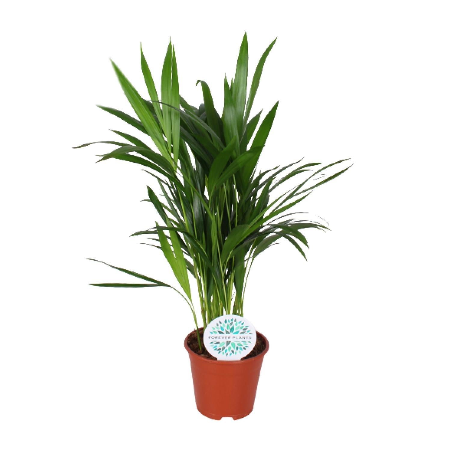 Arecapalme  Dypsis Lutescens - Ø14cm - ↕50cm