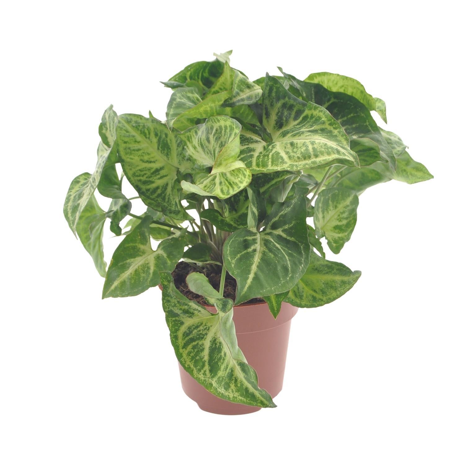 Syngonium Pijl - Ø12cm - ↕25cm