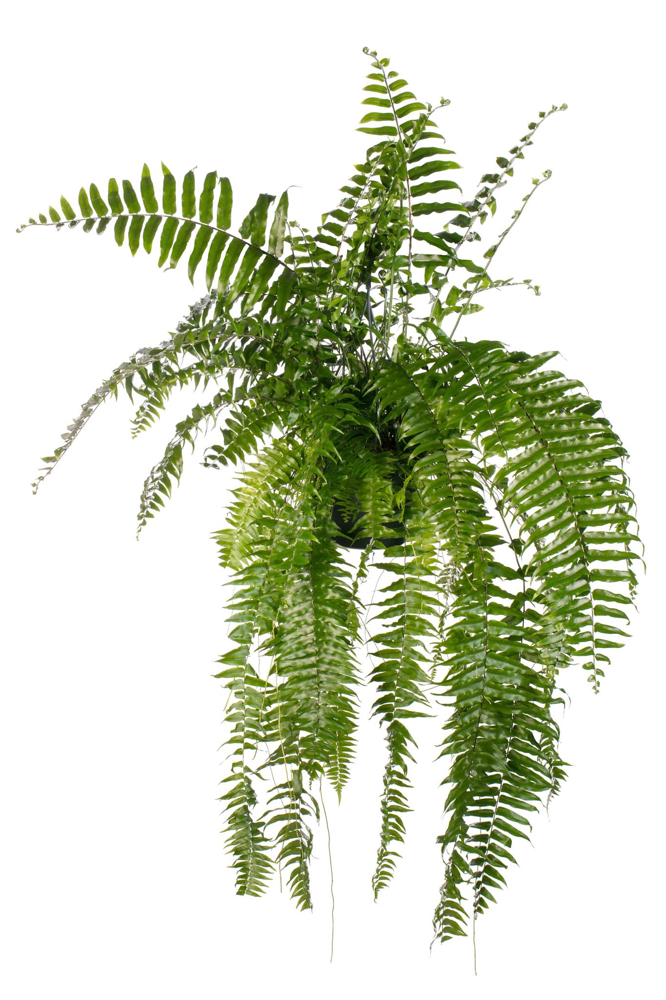 Macho Farn - Nephrolepis Macho - Ø20cm - ↕100cm