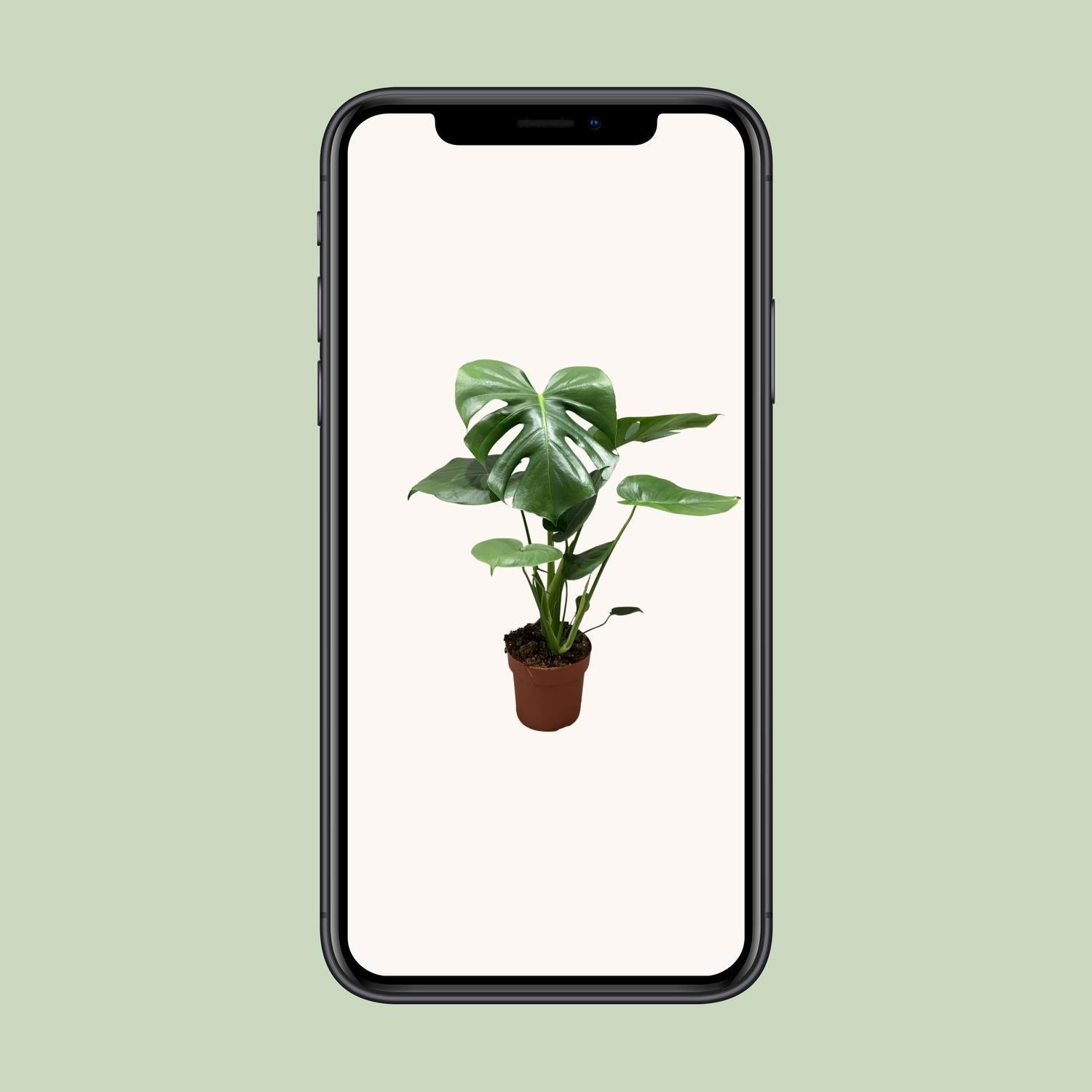 Monstera Deliciosa Bush - Ø17cm - ↕55cm