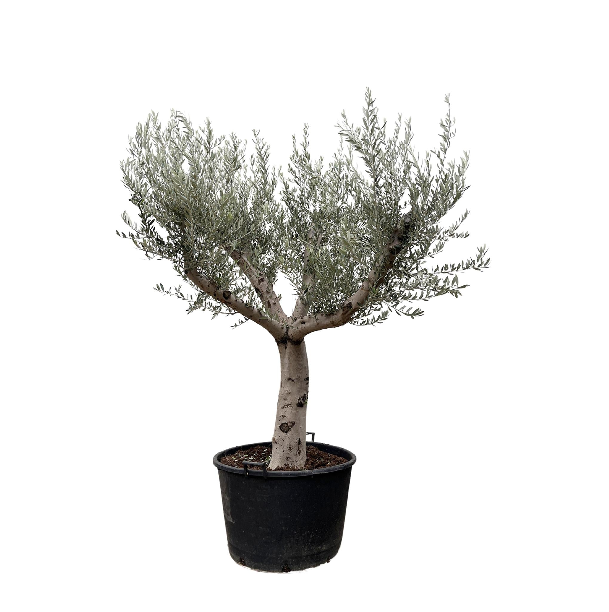 Olea Olive Europaea Cultivo - 250cm- Ø80