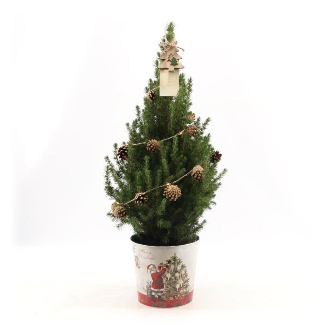 Kleiner Weihnachtsbaum in Weihnachten Topf - 70 cm - Picae Glauca Conica - inklusive Tannenzapfenbeleuchtung und Batterien