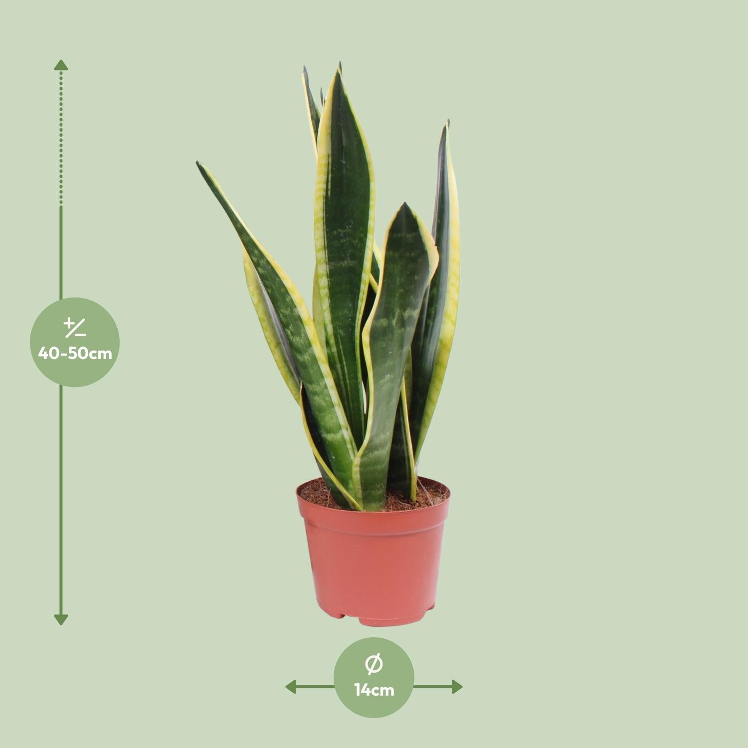 Sansevieria Black Superba - Ø14cm - ↕45cm