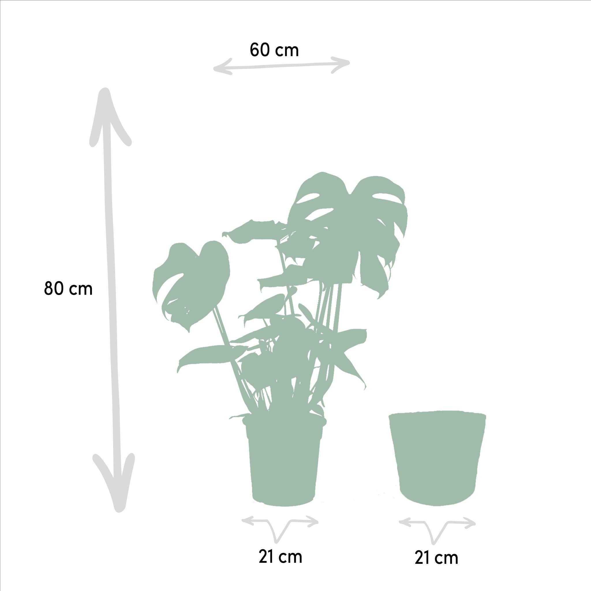 Pflanzen Mix - Monstera Deliciosa - Ø21cm - ↕75cm + Alocasia Zebrina - Ø19cm - ↕75cm + Strelitzia Nicolai - Ø19cm - ↕85cm + Korb Selin