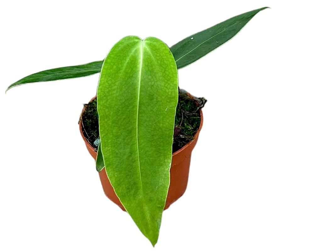 Anthurium Warocqueanum X Waterburyanum - Ø10,5cm - ↕15cm