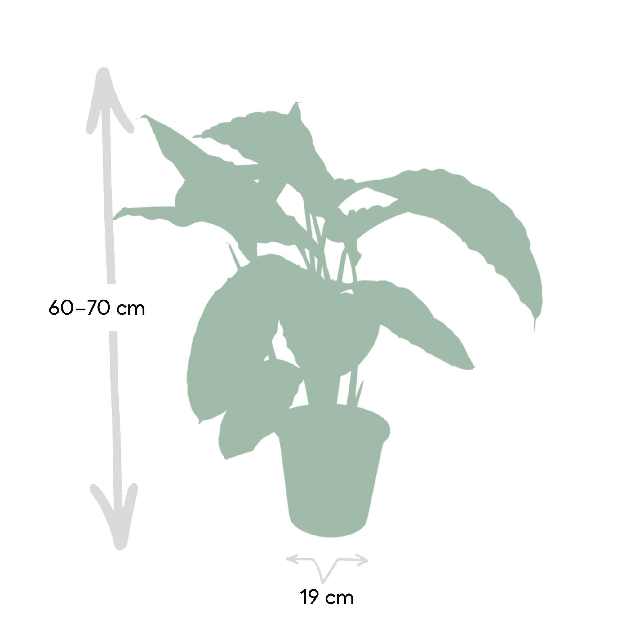 Calathea Warscewiczii - Korbmarante - 70cm - Ø19