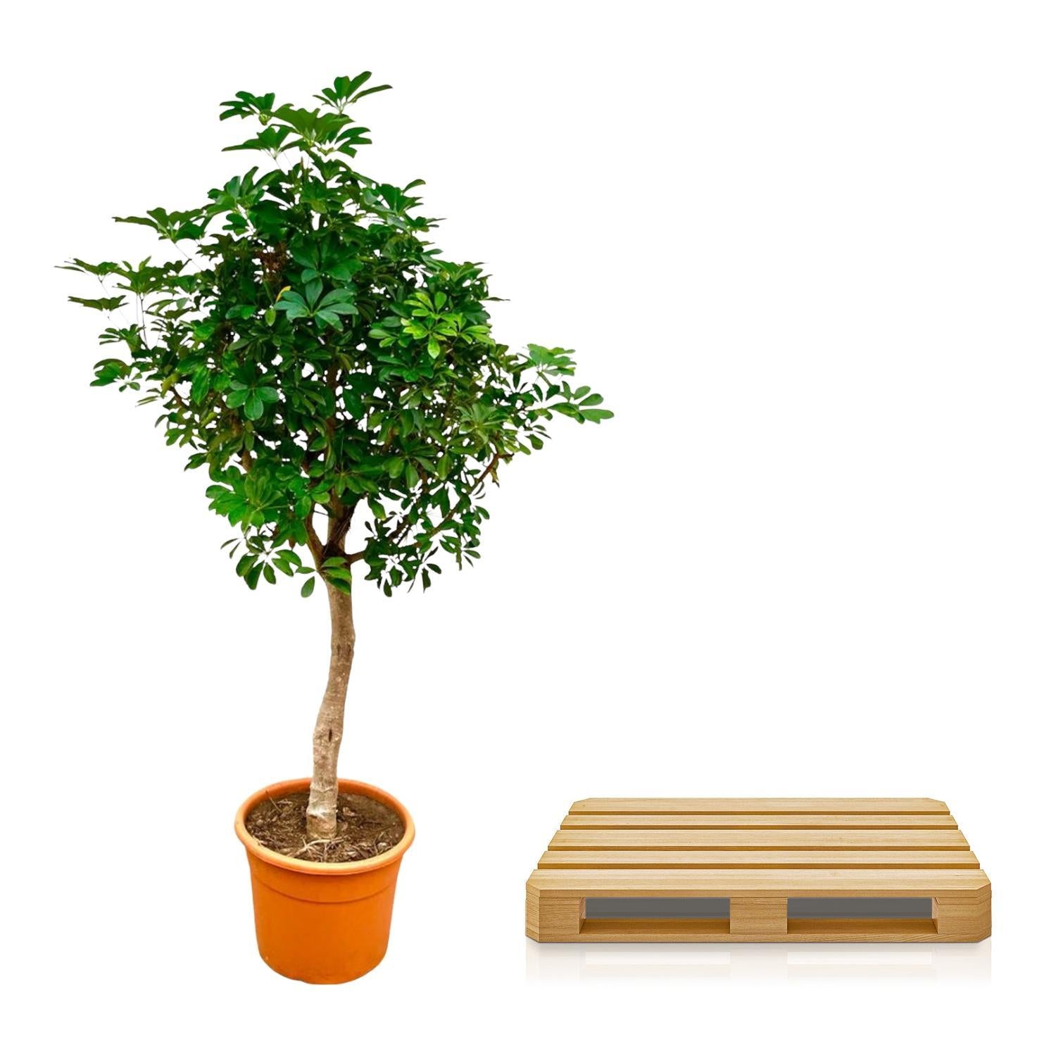 Schefflera mit stamm - 225cm - ø45