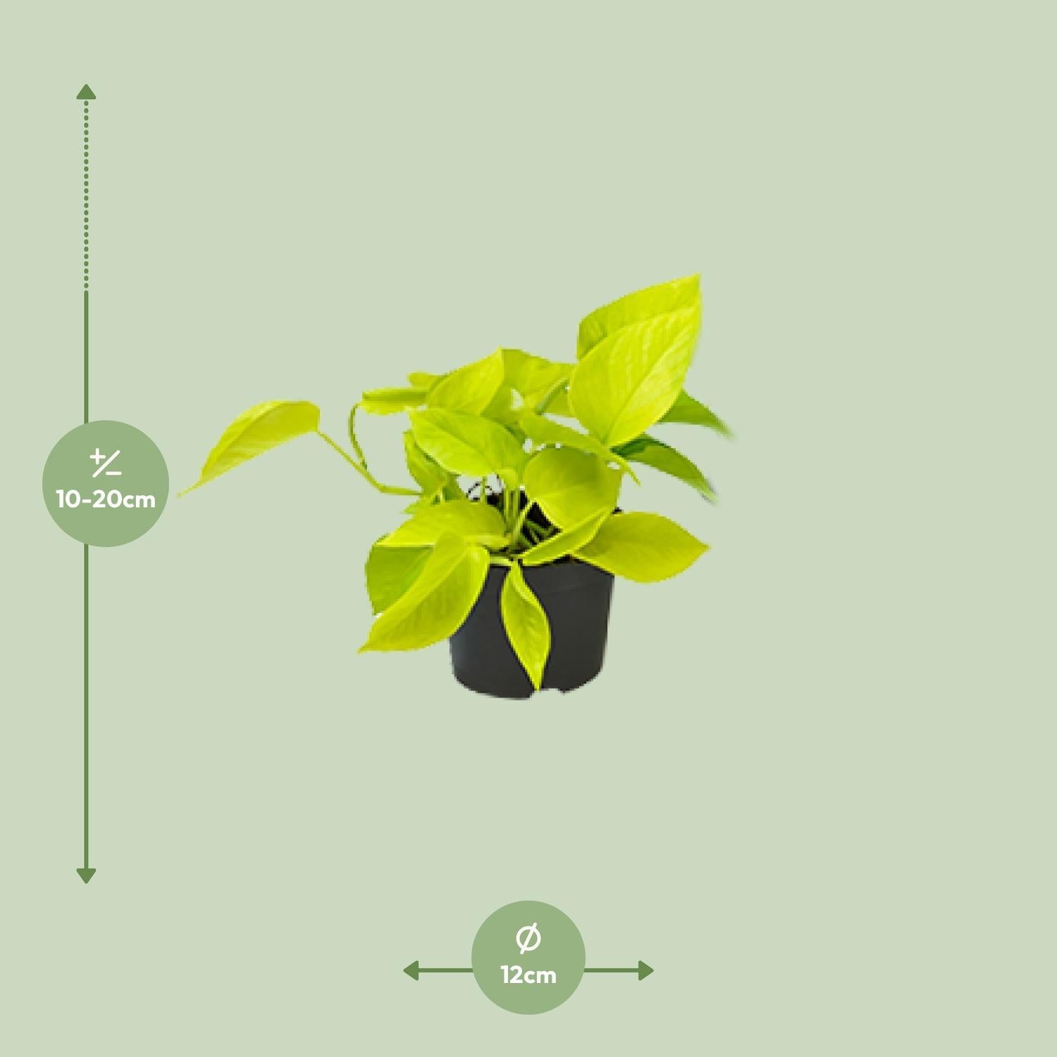 Efeutute - Epipremnum Aureum Scandens - Ø12 - ↨15cm