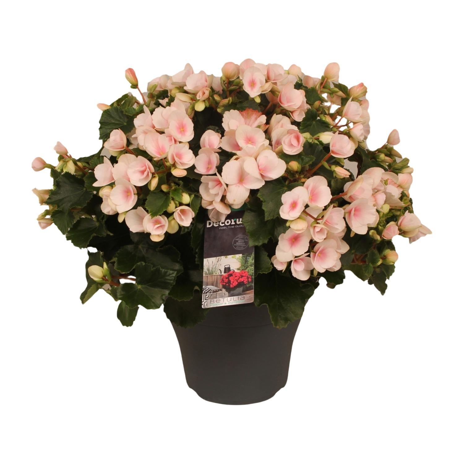 Begonia Betulia Rose Decorum - Ø19cm - ↕35cm