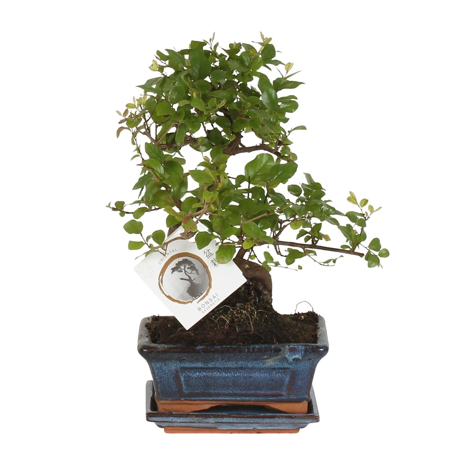 Bonsai Baum S Form - Bonsai S-vorm Ø15cm - ↕15cm