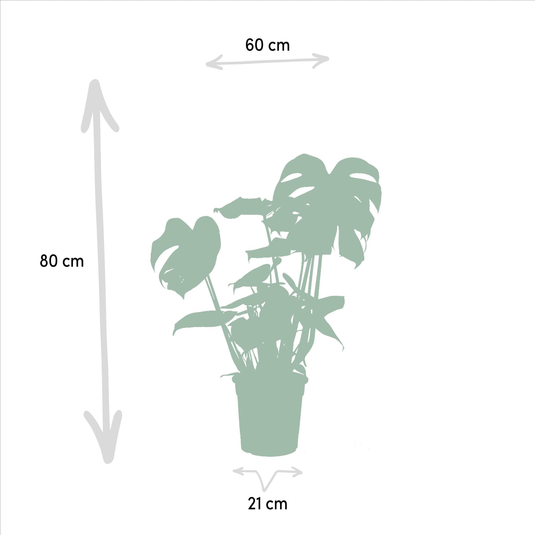 Monstera Deliciosa - Ø21cm - ↕75cm + Musa Dwerg Cavendish - Ø21cm - ↕85cm + Strelitzia Nicolai - Ø19cm - ↕85cm