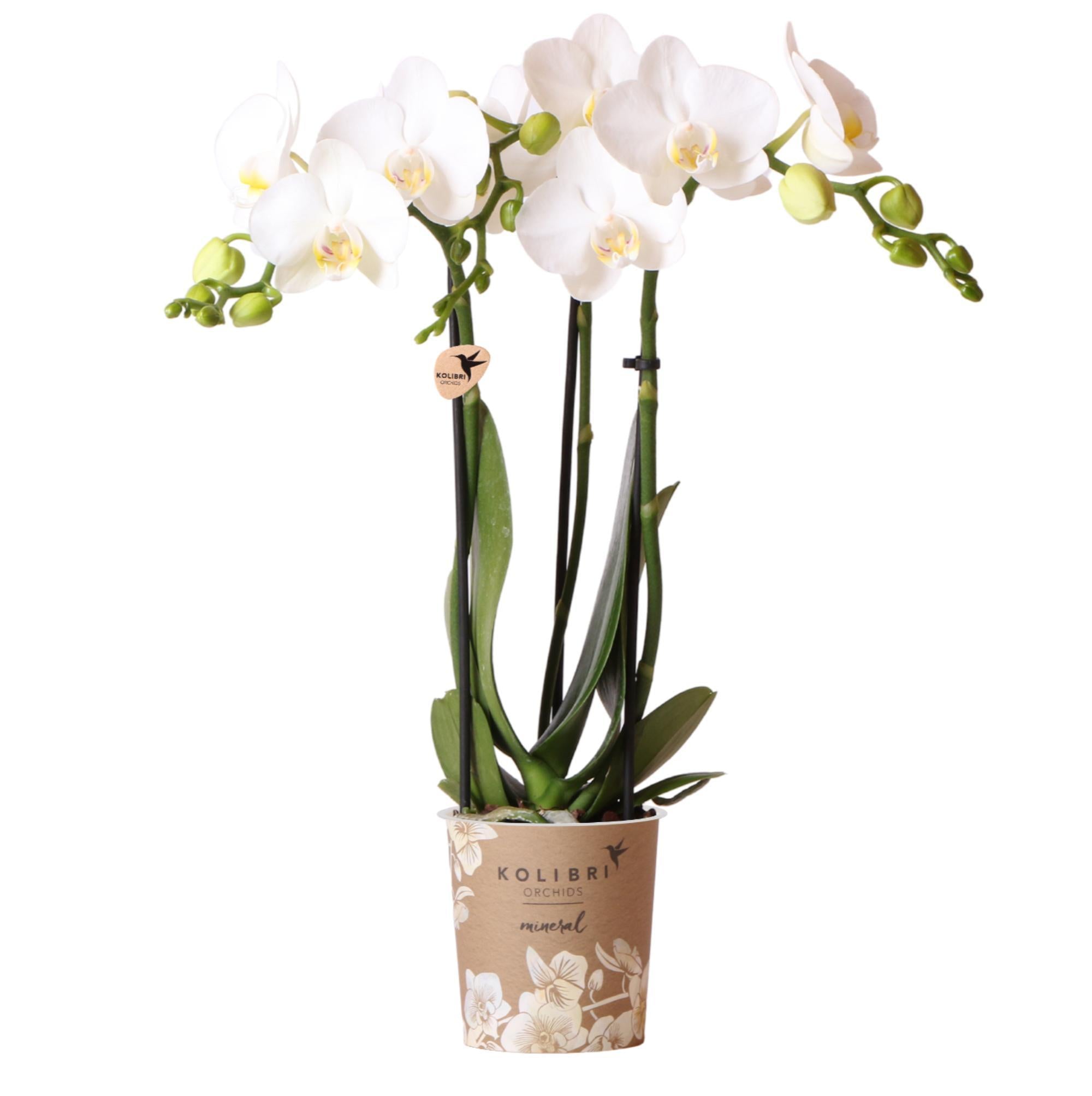 Kolibrie-orchideeën | witte Phalaenopsis orchidee - Amabilis - potmaat Ø9cm | bloeiende kamerplant - vers van de veredelaar