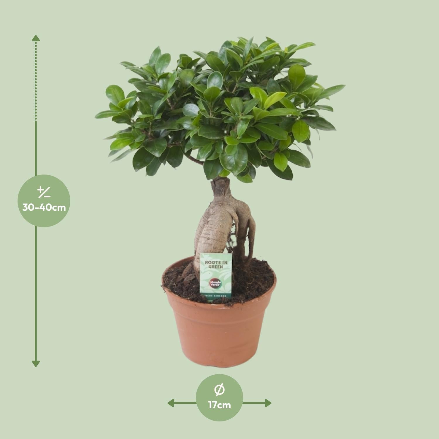 Ficus microcarpa Ginseng - Ø17cm - ↕40cm