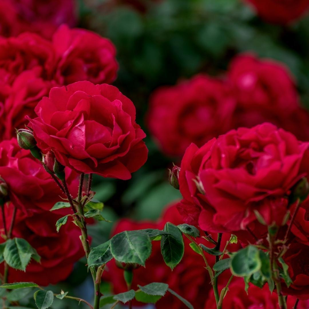 Blumenerde - Rosenerde 40 Liter für Rosen geeignet - inklusive RhizoPlus Wurzelverbesserer