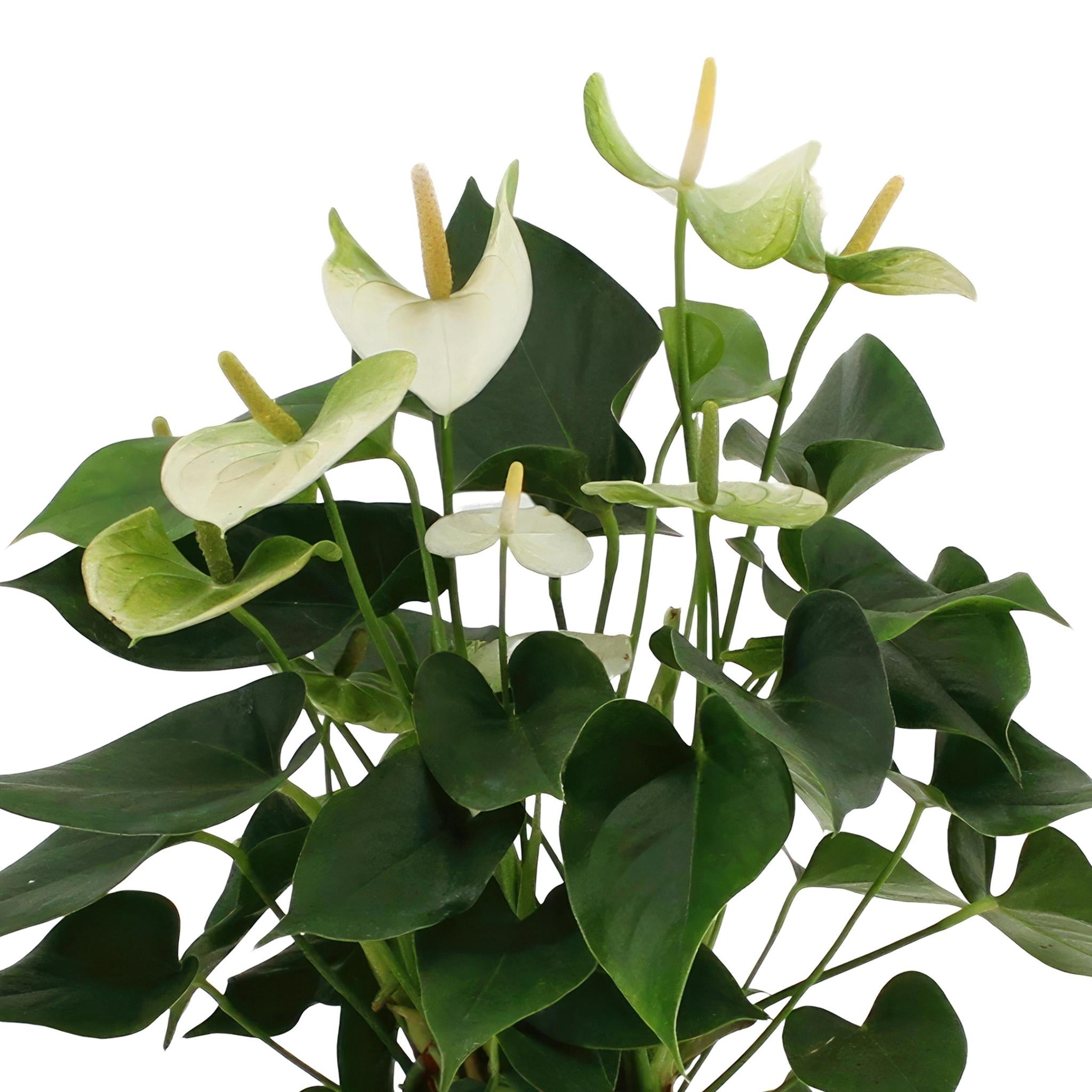 Anthurium andreanum Namora incl. PURE Korb - 45cm - Ø12