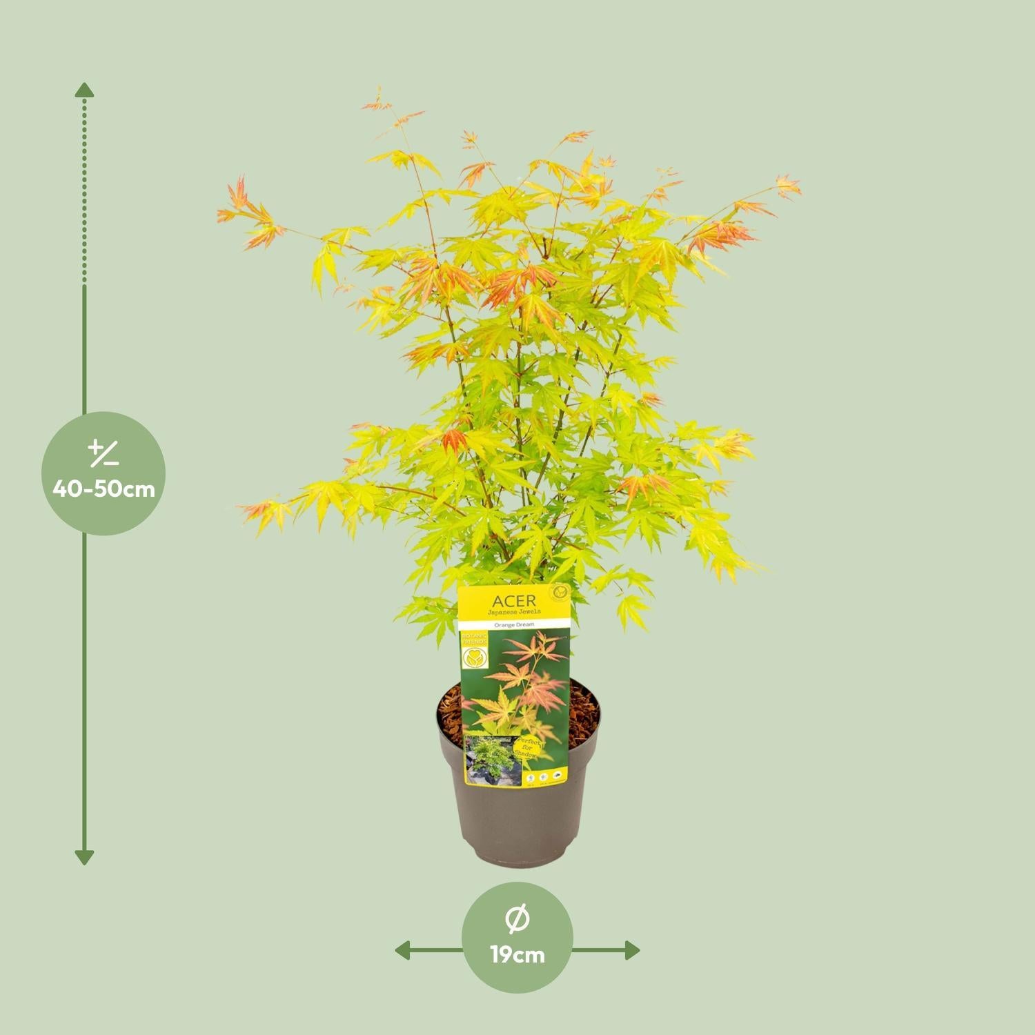 Japanischer Ahorn Acer palmatum Orange Dream - Ø19 - ↨50cm